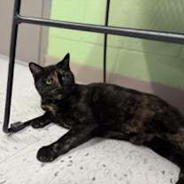 Thumbnail photo of Queen Bee #1