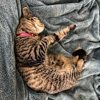 Thumbnail photo of Queso #4