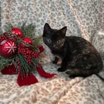 Thumbnail photo of Cinnamon #1