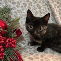 Thumbnail photo of Cinnamon #2