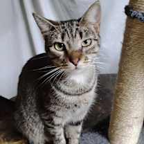 Thumbnail photo of Skipper #1