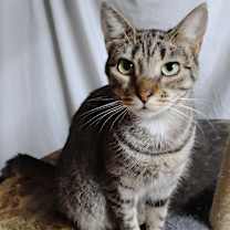 Thumbnail photo of Skipper #2