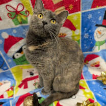 Thumbnail photo of Hera #4