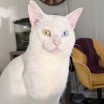 Thumbnail photo of Copito #1