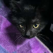 Thumbnail photo of Lucille #1