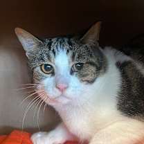 Thumbnail photo of Archer #4