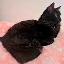 Thumbnail photo of Wynter #1