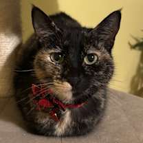 Thumbnail photo of Gingerbread #1