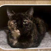 Thumbnail photo of Gingerbread #2