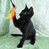 Thumbnail photo of Avery #3