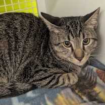 Thumbnail photo of McNabb #3