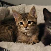 Thumbnail photo of Toffee #1