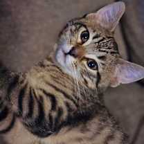 Thumbnail photo of Toffee #2