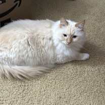 Thumbnail photo of Leo #1