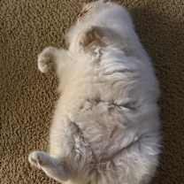 Thumbnail photo of Leo #3