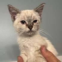 Thumbnail photo of Mite #3