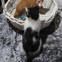 Thumbnail photo of Sophia #3