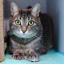 Thumbnail photo of Kit Kat #3