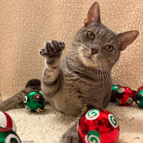 Thumbnail photo of Moon #1