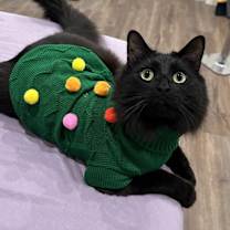 Thumbnail photo of Toothless #1