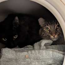 Thumbnail photo of Mr. Midnight #2