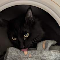 Thumbnail photo of Mr. Midnight #3