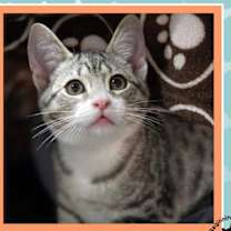 Thumbnail photo of Astro #1