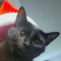 Thumbnail photo of Jet #2