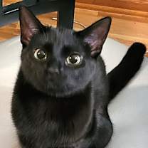 Thumbnail photo of Jet #3