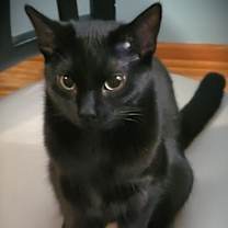 Thumbnail photo of Jet #4