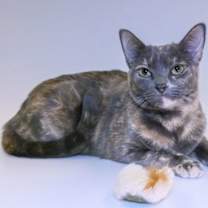 Thumbnail photo of Bella #3