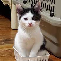 Thumbnail photo of Rooibos #3