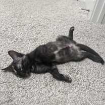 Thumbnail photo of Lucky #2