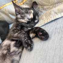 Thumbnail photo of Lucky #4