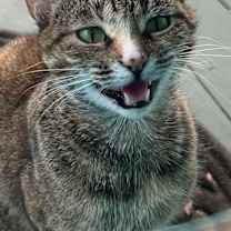 Thumbnail photo of Margo #2