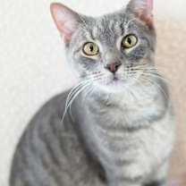 Thumbnail photo of Kiko #1