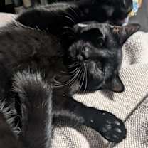 Thumbnail photo of Soot #2