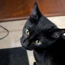 Thumbnail photo of Soot #3