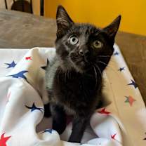 Thumbnail photo of Soot #4