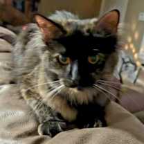 Thumbnail photo of Bear #4