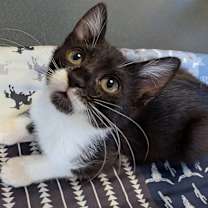 Thumbnail photo of Pecan Pie #1