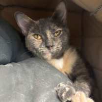 Thumbnail photo of Soda Pop #1