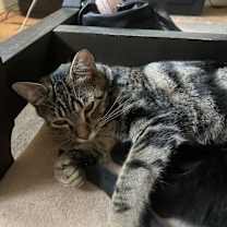 Thumbnail photo of Marble #2