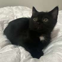 Thumbnail photo of Jaxon Dart #2