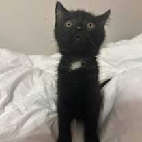 Thumbnail photo of Jaxon Dart #3