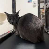 Thumbnail photo of Oscar Wilde #1