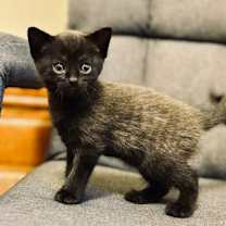 Thumbnail photo of Ernest Hemingway #2