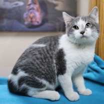 Thumbnail photo of Mashed Potato #1