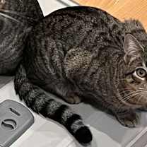 Thumbnail photo of Pippin #1