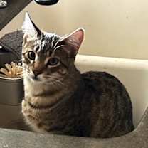 Thumbnail photo of Merry #2